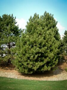 Сосна Чёрная (Pinus Nigra) купить по цене от 270.00р. в интернет-магазине «Посадика» с доставкой почтой в в Джанкойе и по всей России – [изображение №1].