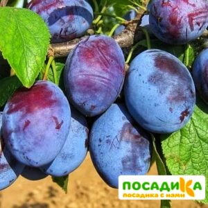 Слива Чачакская ранняя купить по цене от 229.00р. в интернет-магазине «Посадика» с доставкой почтой в в Джанкойе и по всей России – [изображение №1].