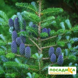 Пихта корейская (Abies koreana) купить по цене от 450.00р. в интернет-магазине «Посадика» с доставкой почтой в в Джанкойе и по всей России – [изображение №1].