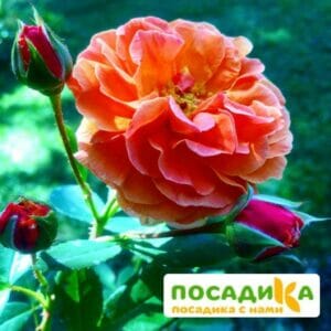 Роза Арабия купить по цене от 350.00р. в интернет-магазине «Посадика» с доставкой почтой в в Джанкойе и по всей России – [изображение №1].