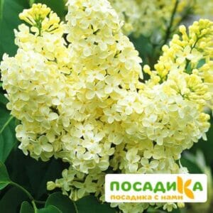 Сирень Примроуз (Primrose) купить по цене от 529.00р. в интернет-магазине «Посадика» с доставкой почтой в в Джанкойе и по всей России – [изображение №1].