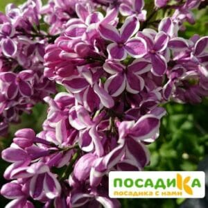 Сирень Сенсация купить по цене от 529.00р. в интернет-магазине «Посадика» с доставкой почтой в в Джанкойе и по всей России – [изображение №1].