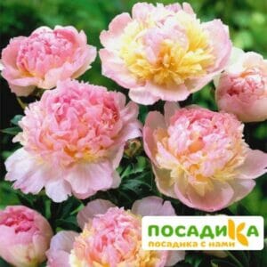 Пион Распберри Сандей (Paeonia Raspberry Sundae) купить по цене от 959р. в интернет-магазине «Посадика» с доставкой почтой в в Джанкойе и по всей России – [изображение №1].