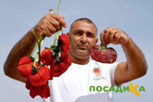 Клубника Гигант Джорнея купить по цене от 266р. в интернет-магазине «Посадика» с доставкой почтой в в Джанкойе и по всей России – [изображение №1].