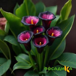 Калла Аура Лейс купить по цене от 400р. в интернет-магазине «Посадика» с доставкой почтой в в Джанкойе и по всей России – [изображение №1].