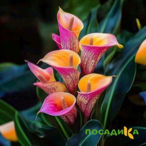 Калла Оникс купить по цене от 450р. в интернет-магазине «Посадика» с доставкой почтой в в Джанкойе и по всей России – [изображение №1].