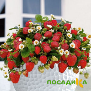 Клубника Рубиновый Шепот (горшечная) купить по цене от 240р. в интернет-магазине «Посадика» с доставкой почтой в в Джанкойе и по всей России – [изображение №1].