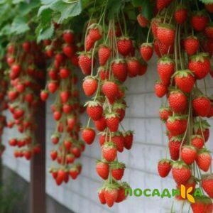 Клубника вьющаяся Комплимент купить по цене от 470р. в интернет-магазине «Посадика» с доставкой почтой в в Джанкойе и по всей России – [изображение №1].