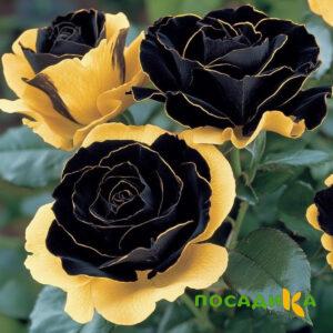 Роза Ханни Сикл купить по цене от 700р. в интернет-магазине «Посадика» с доставкой почтой в в Джанкойе и по всей России – [изображение №1].