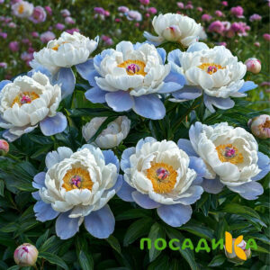 Пион акварельный Этюд купить по цене от 806р. в интернет-магазине «Посадика» с доставкой почтой в в Джанкойе и по всей России – [изображение №1].