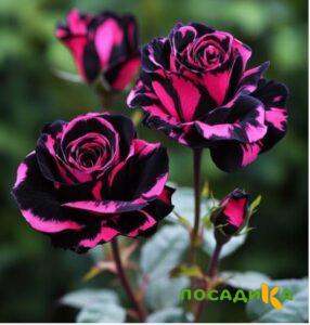 Роза Багровый Шепот купить по цене от 366р. в интернет-магазине «Посадика» с доставкой почтой в в Джанкойе и по всей России – [изображение №1].