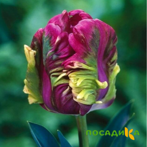 Тюльпан Экзотик Хэвен купить по цене от 186р. в интернет-магазине «Посадика» с доставкой почтой в в Джанкойе и по всей России – [изображение №1].